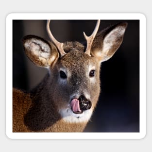 Young Whitetail Buck Sticker